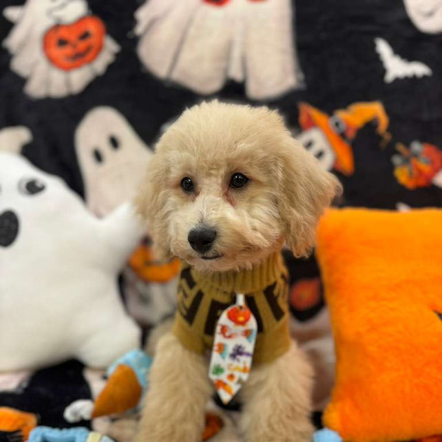 TORNADO (Bichon Poodle)
