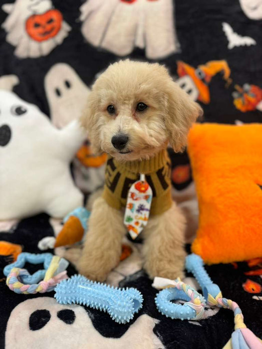 TORNADO (Bichon Poodle)