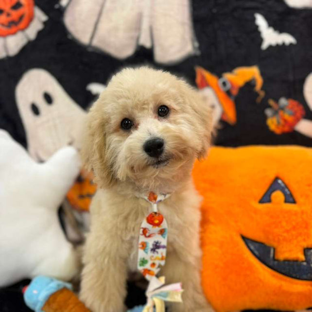 TORNADO (Bichon Poodle)