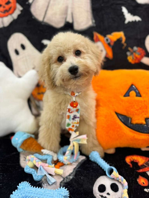 TORNADO (Bichon Poodle)