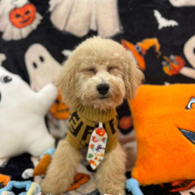 TORNADO (Bichon Poodle)
