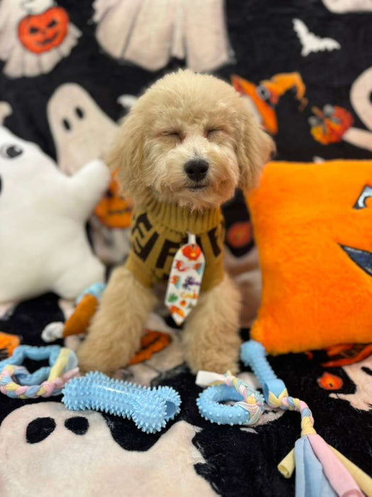 TORNADO (Bichon Poodle)