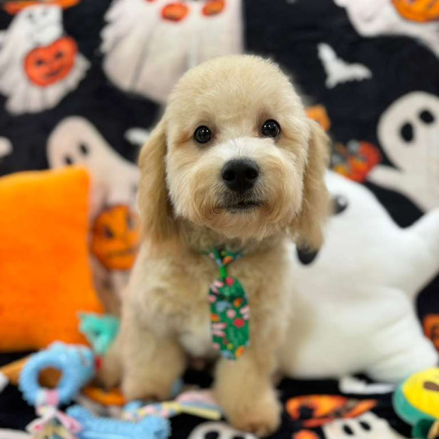 EINSTEIN (Bichon Poodle)