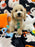 EINSTEIN (Bichon Poodle)