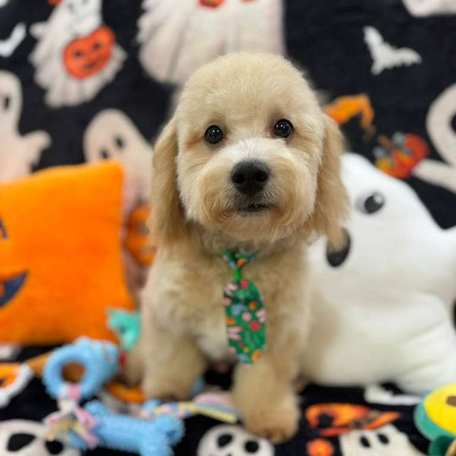 EINSTEIN (Bichon Poodle)