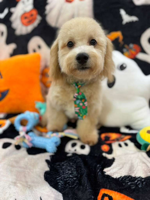 EINSTEIN (Bichon Poodle)