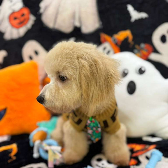 EINSTEIN (Bichon Poodle)