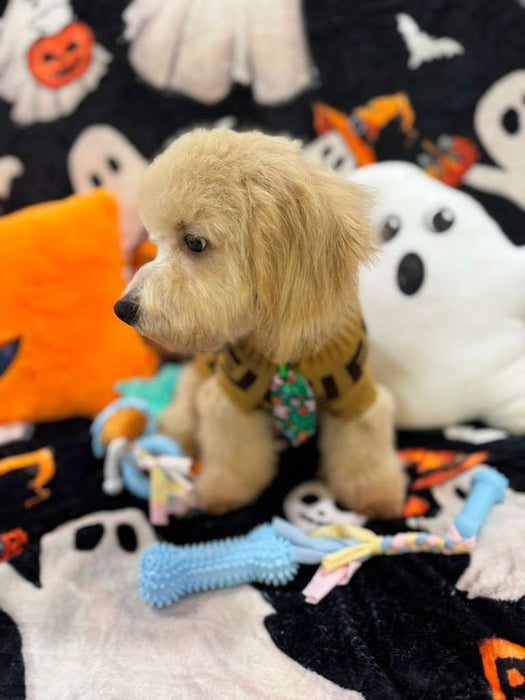 EINSTEIN (Bichon Poodle)