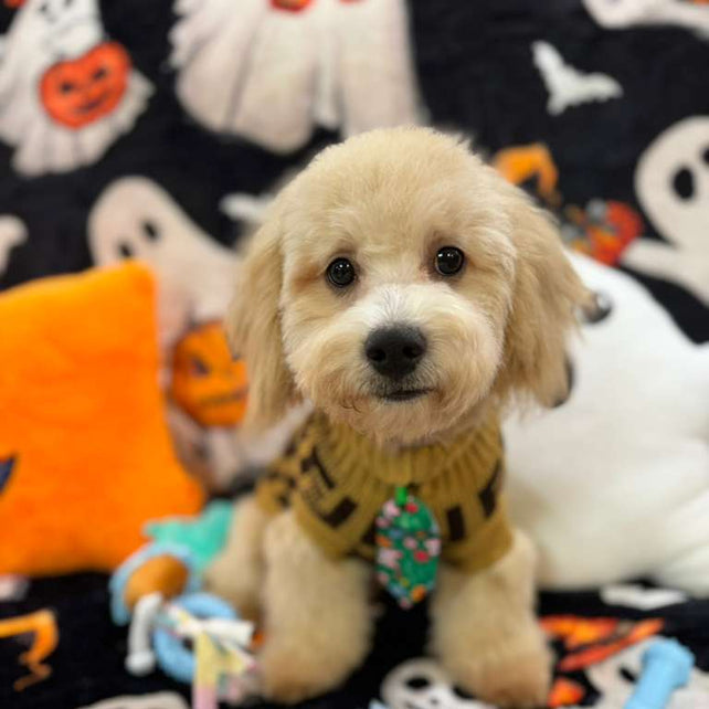 EINSTEIN (Bichon Poodle)