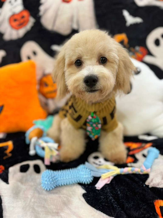 EINSTEIN (Bichon Poodle)