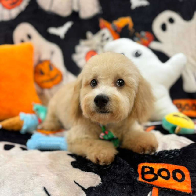 EINSTEIN (Bichon Poodle)