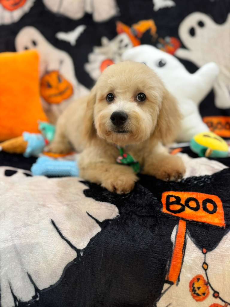 EINSTEIN (Bichon Poodle)
