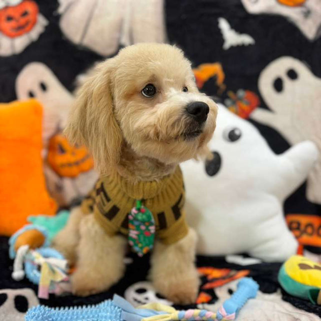 EINSTEIN (Bichon Poodle)
