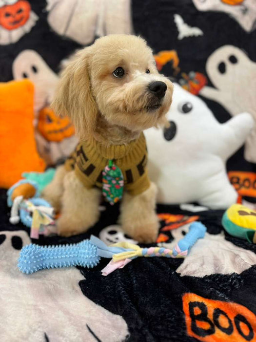 EINSTEIN (Bichon Poodle)