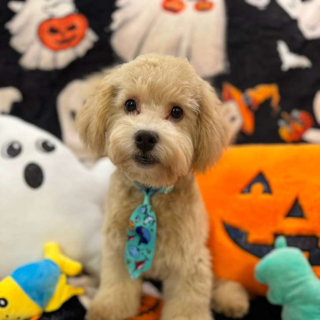 ECHO (Bichon Poodle)