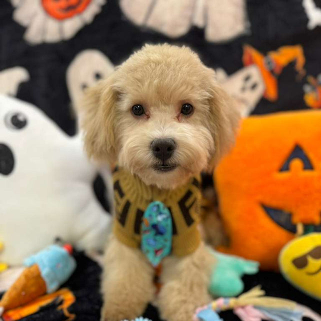 ECHO (Bichon Poodle)