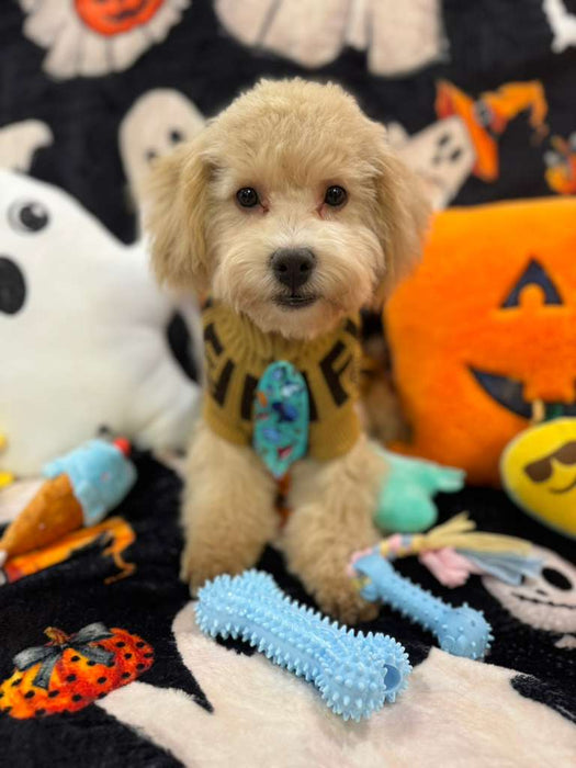 ECHO (Bichon Poodle)