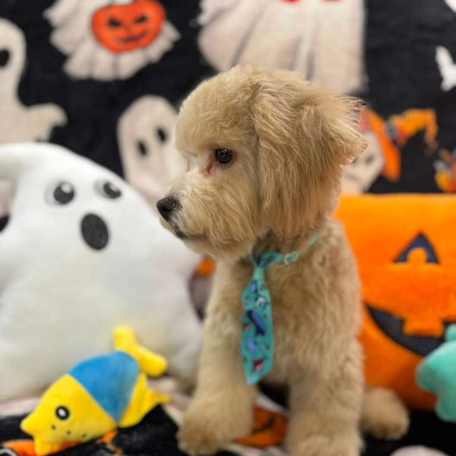 ECHO (Bichon Poodle)