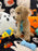 ECHO (Bichon Poodle)