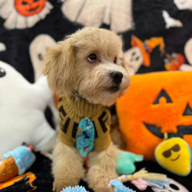 ECHO (Bichon Poodle)