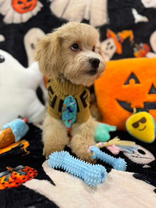 ECHO (Bichon Poodle)