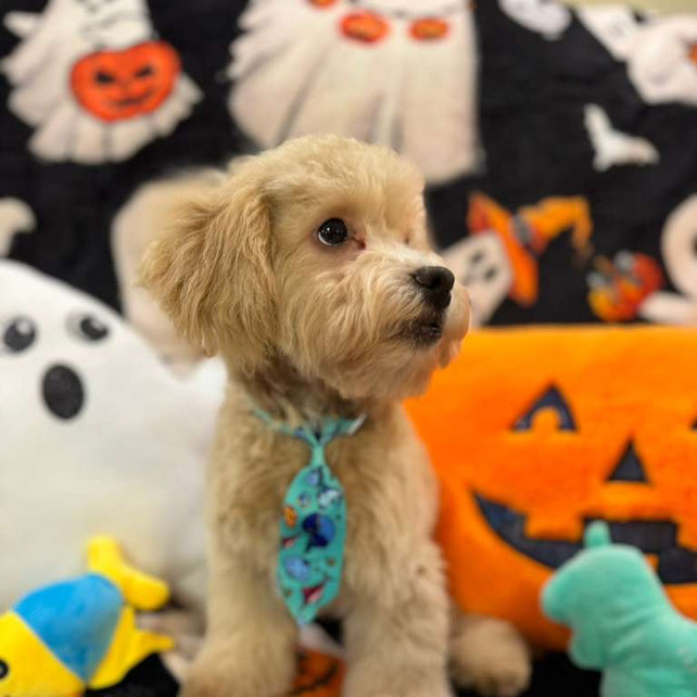 ECHO (Bichon Poodle)