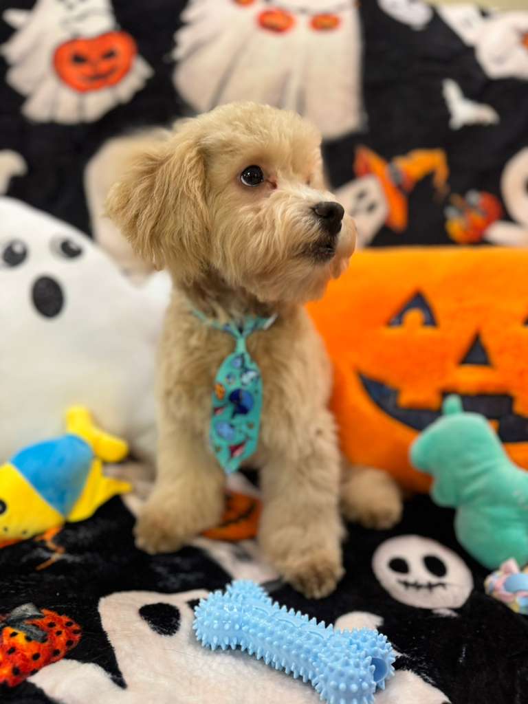 ECHO (Bichon Poodle)