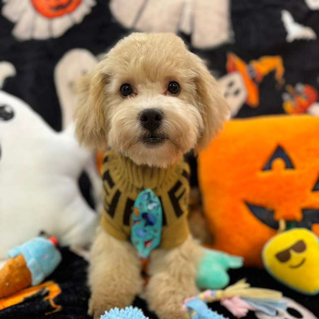 ECHO (Bichon Poodle)