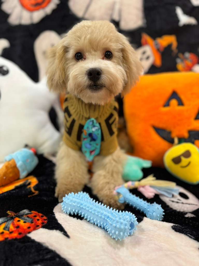 ECHO (Bichon Poodle)