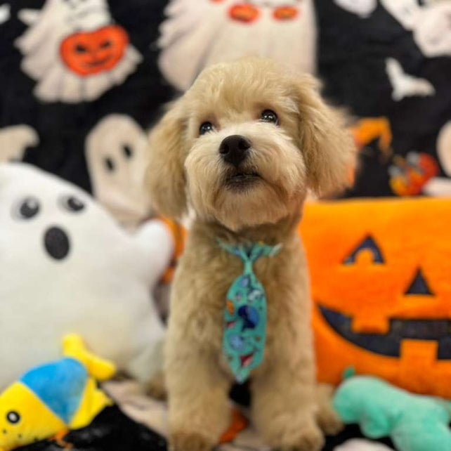 ECHO (Bichon Poodle)