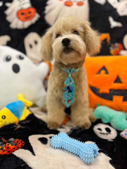 ECHO (Bichon Poodle)