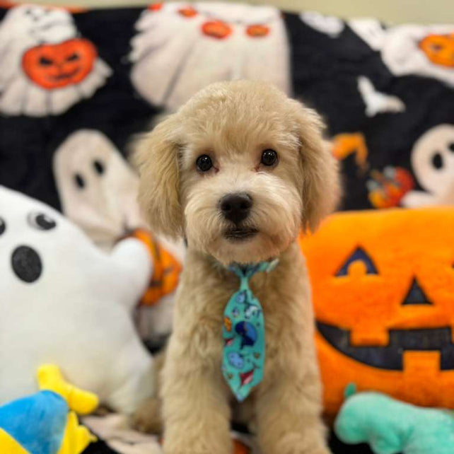 ECHO (Bichon Poodle)