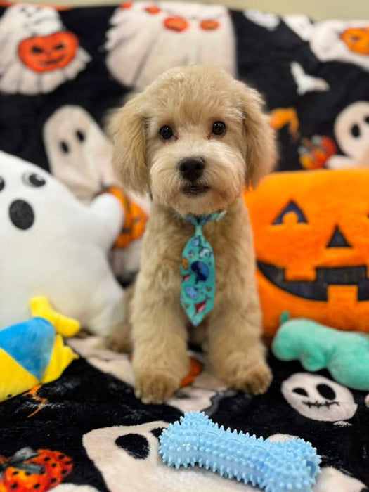 ECHO (Bichon Poodle)