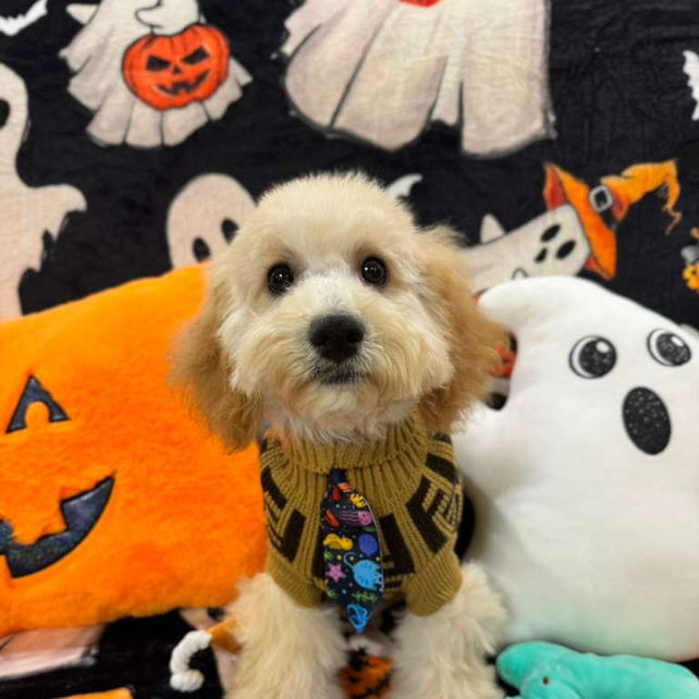 SCOOTER (Bichon Poodle)
