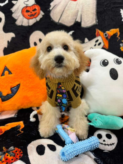 SCOOTER (Bichon Poodle)