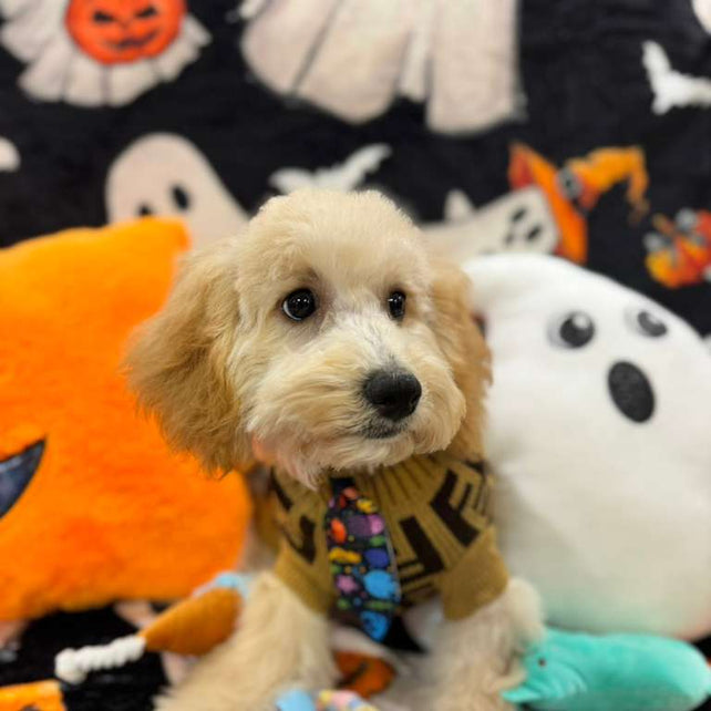 SCOOTER (Bichon Poodle)