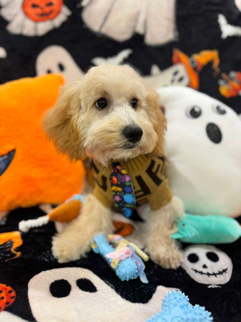 SCOOTER (Bichon Poodle)