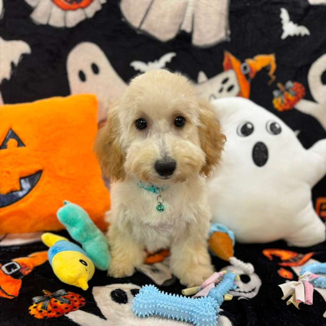 SCOOTER (Bichon Poodle)