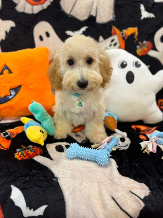 SCOOTER (Bichon Poodle)