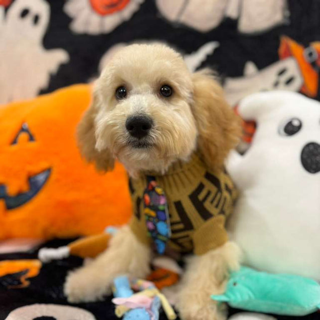 SCOOTER (Bichon Poodle)