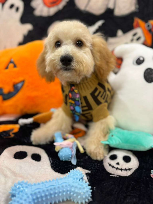 SCOOTER (Bichon Poodle)