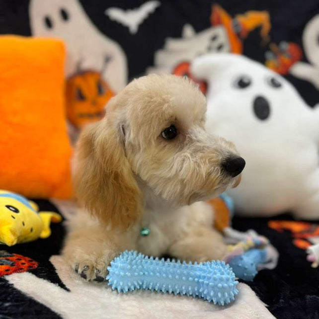 SCOOTER (Bichon Poodle)