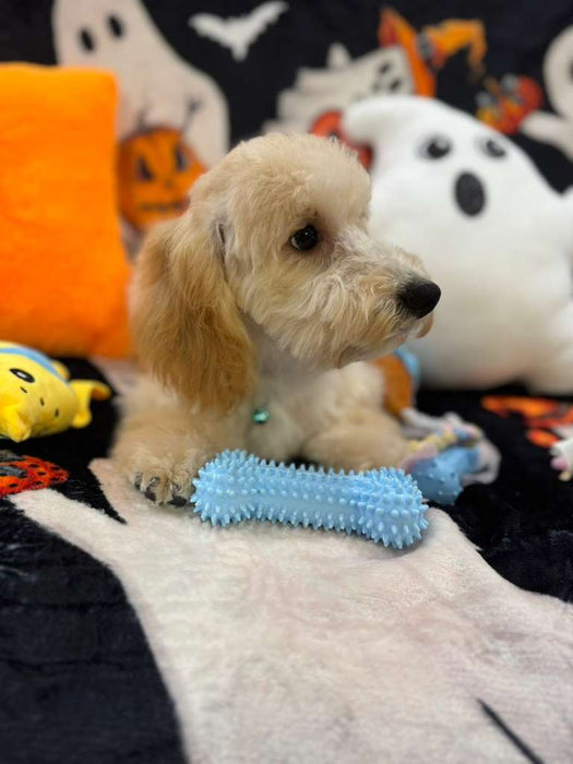 SCOOTER (Bichon Poodle)