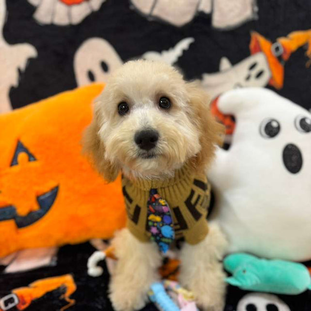 SCOOTER (Bichon Poodle)