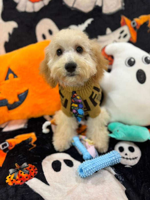 SCOOTER (Bichon Poodle)