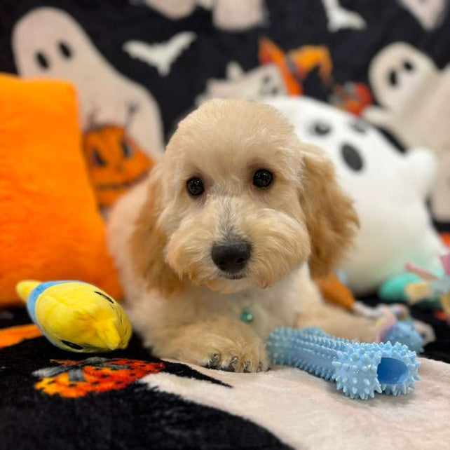 SCOOTER (Bichon Poodle)