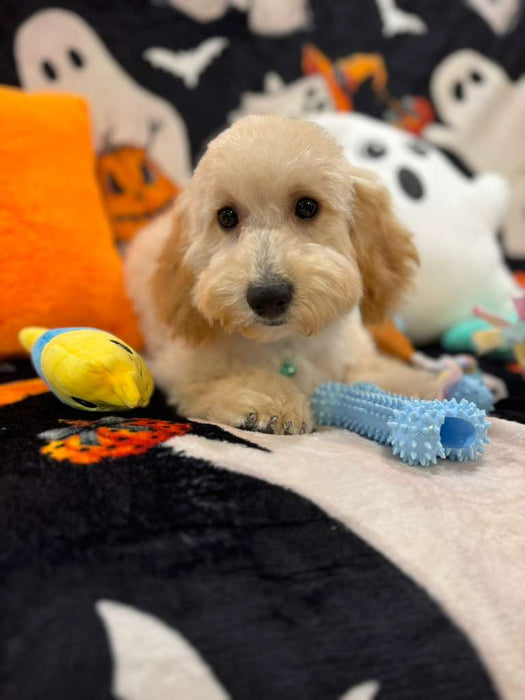 SCOOTER (Bichon Poodle)