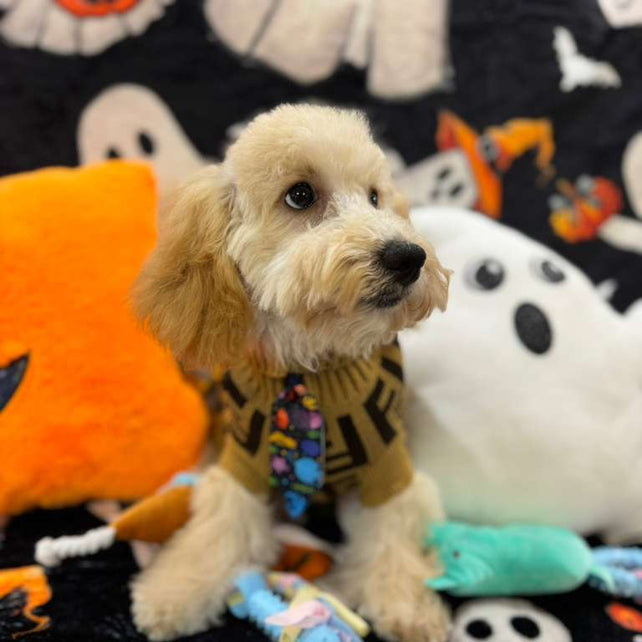 SCOOTER (Bichon Poodle)
