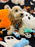 SCOOTER (Bichon Poodle)