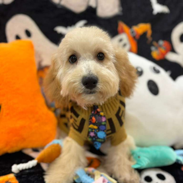 SCOOTER (Bichon Poodle)